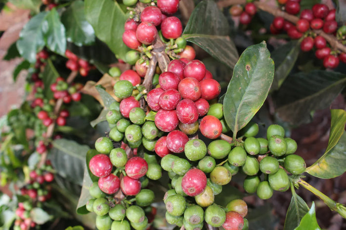 Current Release: Kiamabara AB, Nyeri County, Kenya